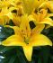 LILIUM LILY ASIATIC FANTASIATIC YELLOW 1214 CM. 25 P.BAG