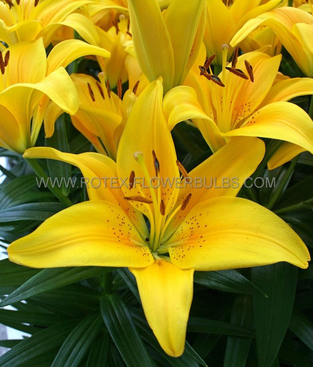 LILIUM (LILY) ASIATIC FANTASIATIC ‘YELLOW‘ 12/14 CM. (25 P.BAG)