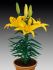 LILIUM LILY ASIATIC FANTASIATIC YELLOW 1214 CM. 25 P.BAG