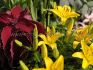 LILIUM LILY ASIATIC FANTASIATIC YELLOW 1214 CM. 25 P.BAG