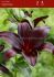 LILIUM LILY ASIATIC NIGHTRIDER 1618 CM. 25 P.BAG