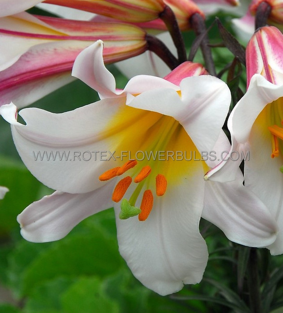 LILIUM (LILY) TRUMPET ‘REGALE‘ 16/18 CM. (25 P.BAG)