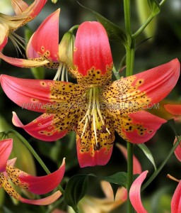 LILIUM (LILY) HYBRID ‘FUSION‘ 14/16 CM. (25 P.BAG)