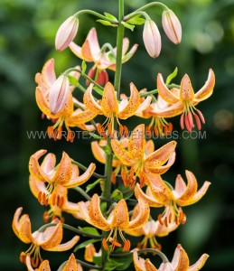 LILIUM (LILY) MARTAGON ‘GUINEA GOLD‘ 12/14 CM. (25 P.BAG)