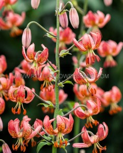 LILIUM (LILY) MARTAGON ‘MANITOBA MORNING‘ 12/14 CM. (25 P.BAG)