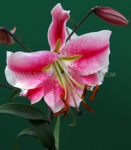 LILIUM (LILY) ORIENTAL TRUMPET ‘ANASTASIA‘ 14/16 CM. (25 P.BAG)