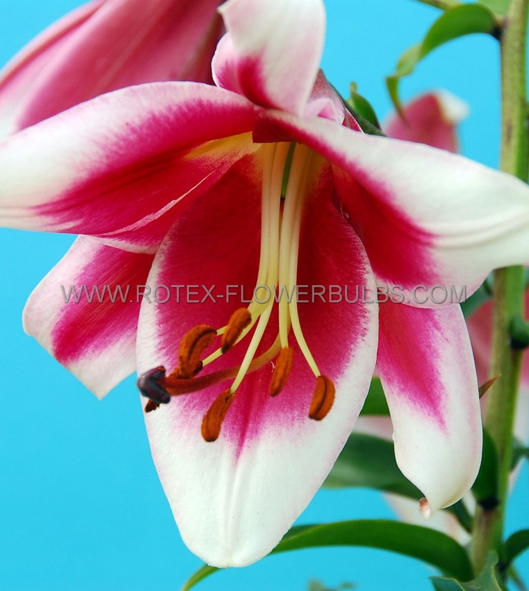 LILIUM (LILY) ORIENTAL TRUMPET ‘FRISO‘ 14/16 CM. (25 P.BAG)