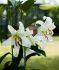 LILIUM LILY ORIENTAL CASA BLANCA 1416 CM. 25 P.BAG