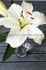 LILIUM LILY ORIENTAL CASA BLANCA 1416 CM. 25 P.BAG