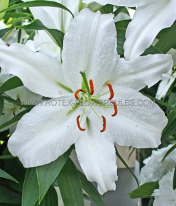 LILIUM (LILY) ORIENTAL ‘CASA BLANCA‘ 14/16 CM. (25 P.BAG)