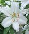 LILIUM LILY ORIENTAL CASA BLANCA 1416 CM. 25 P.BAG