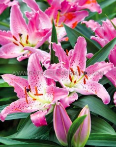 LILIUM (LILY) ORIENTAL ‘ENTERTAINER‘ 14/16 CM. (25 P.BAG)