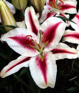 LILIUM (LILY) ORIENTAL ‘HACHI‘ 16/18 CM. (25 P.BAG)