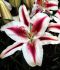 LILIUM LILY ORIENTAL HACHI 1618 CM. 25 P.BAG