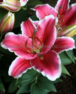 LILIUM (LILY) ORIENTAL ‘LITTLE MARBLE‘ 14/16 CM. (25 P.BAG)