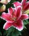 LILIUM LILY ORIENTAL LITTLE MARBLE 1416 CM. 25 P.BAG