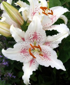 LILIUM (LILY) ORIENTAL ‘MUSCADET‘ 16/18 CM. (25 P.BAG)