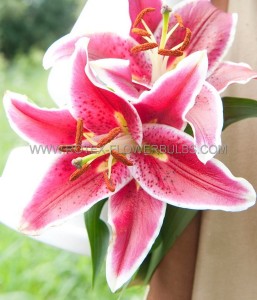 LILIUM (LILY) ORIENTAL ‘STARGAZER‘ 14/16 CM. (25 P.BAG)