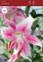 LILIUM LILY ORIENTAL TRUMPET ANASTASIA 1416 CM. 25 P.BAG