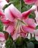 LILIUM LILY ORIENTAL TRUMPET ANASTASIA 1416 CM. 25 P.BAG