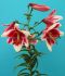 LILIUM LILY ORIENTAL TRUMPET FRISO 1416 CM. 25 P.BAG