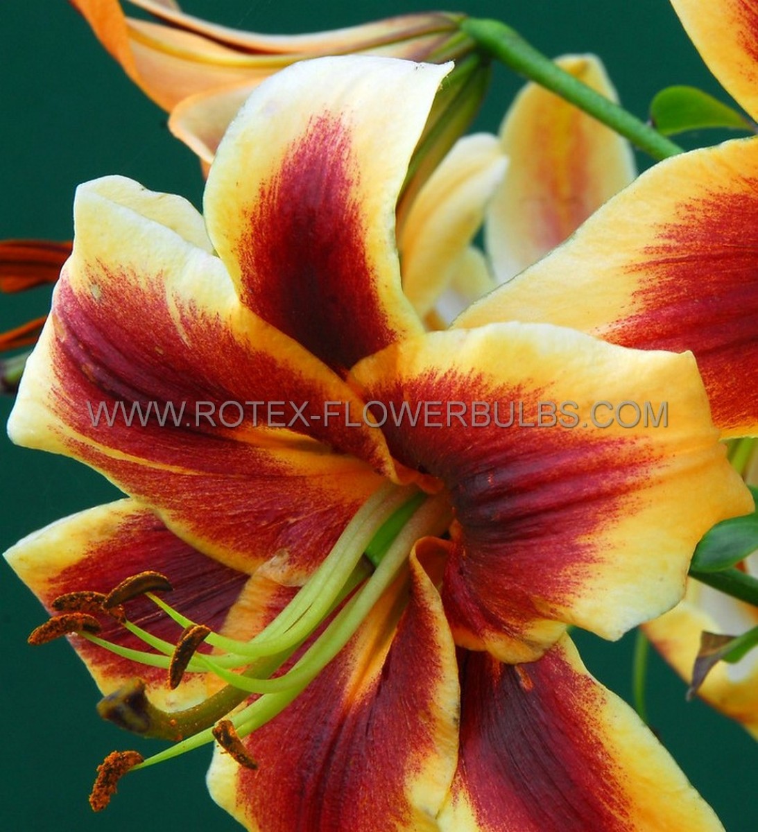 LILIUM (LILY) ORIENTAL TRUMPET ‘ROBERT SWANSON‘ 14/16 CM. (25 P.BAG)