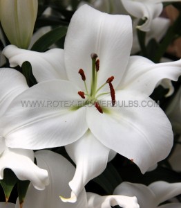 LILIUM (LILY) ORIENTAL ‘WHITE ROMANCE‘ 14/16 CM. (25 P.BAG)