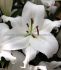 LILIUM LILY ORIENTAL WHITE ROMANCE 1416 CM. 25 P.BAG