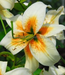 LILIUM (LILY) TIGRINUM ‘LADY ALICE‘ 16/18 CM. (25 P.BAG)