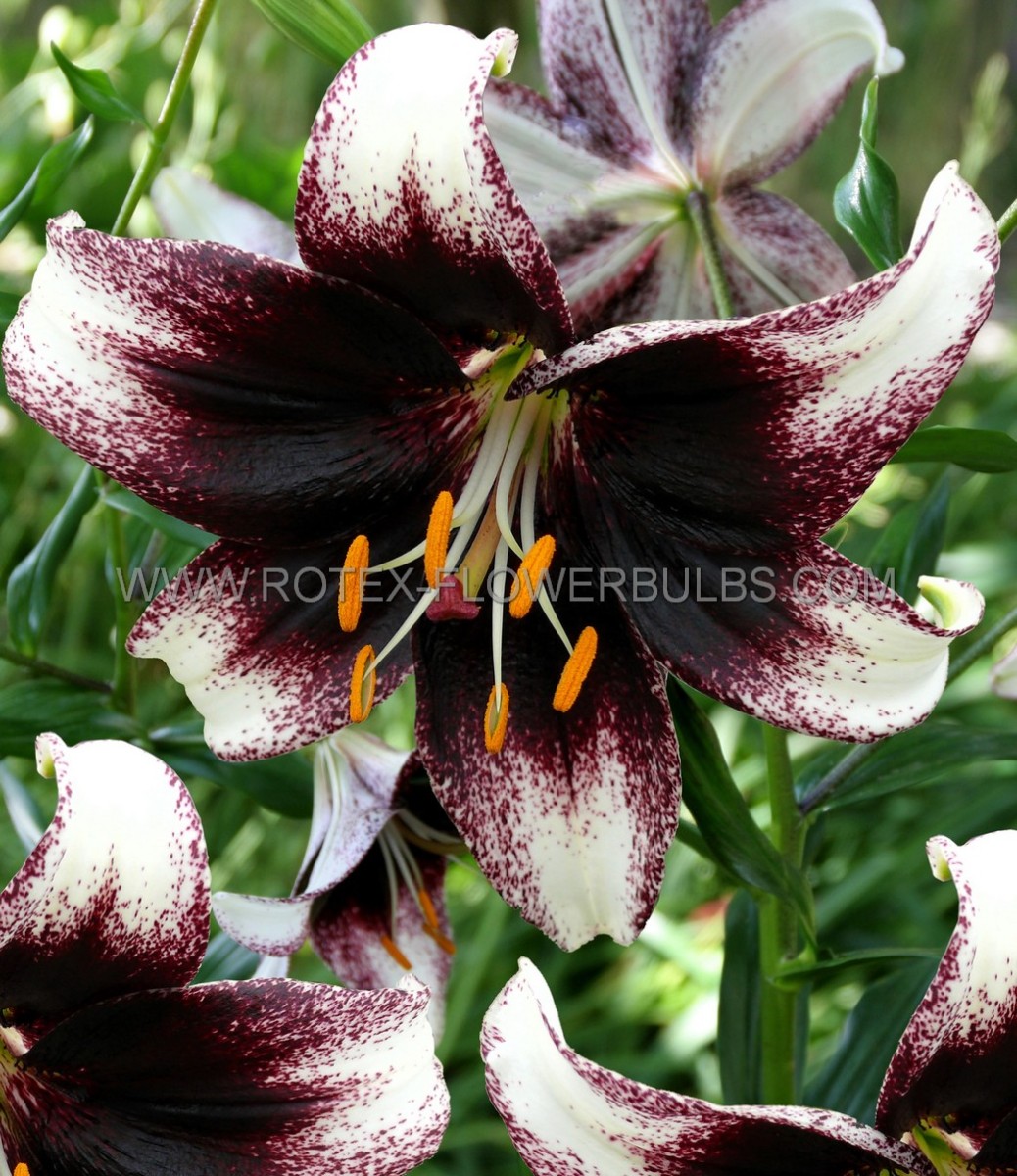 LILIUM (LILY) TIGRINUM ‘STRACCIATELLA EVENT‘ 16/18 CM. (25 P.BAG)