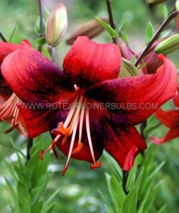 LILIUM (LILY) TIGRINUM ‘STRAWBERRY EVENT‘ 16/18 CM. (25 P.BAG)