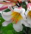 LILIUM LILY TRUMPET REGALE 1618 CM. 25 P.BAG