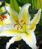 LILIUM ORIENTAL BAFERRARI 1618 CM. 25 LOOSE P.OPEN TOP BOX