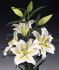 LILIUM ORIENTAL BAFERRARI 1618 CM. 25 LOOSE P.OPEN TOP BOX