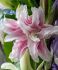 LILIUM ORIENTAL DOUBLE ROSELILY ANOUSKA 1618 CM. 10 QUALITY PKGS.X 2