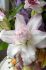 LILIUM ORIENTAL DOUBLE ROSELILY ANOUSKA 1618 CM. 10 QUALITY PKGS.X 2