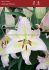 LILIUM ORIENTAL HOCUS POCUS 1618 CM. 25 LOOSE P.OPEN TOP BOX