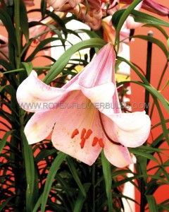 LILIUM ORIENTAL TRUMPET ‘EASTERN MOON‘ 16/18 CM. (10 PKGS.X 2)