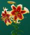 LILIUM ORIENTAL TRUMPET ROBERT SWANSON 1618 CM. 10 QUALITY PKGS.X 2