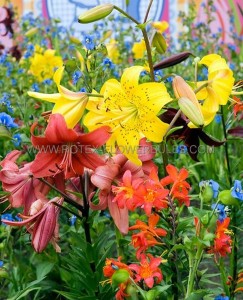 LILIUM SPECIALTY ASSORTMENT (40 QUALITY PKGS.X 2)