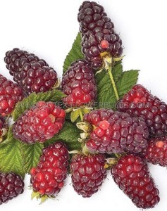 LOGANBERRY 1 YR. NO.1 - LB101 (25 P.BAG)