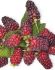 LOGANBERRY 1 YR. NO.1 - LB101 25 P.BAG