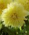 DAHLIA ASSORTED I 1 MEGA PKG.X 6