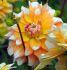 DAHLIA ASSORTED I 1 MEGA PKG.X 6