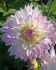 DAHLIA ASSORTED I 1 MEGA PKG.X 6