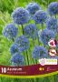 MISCELLANEOUS ALLIUM ‘AZUREUM‘ 4/+ CM. (15 QUALITY PKGS.X 10)