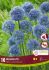 MISCELLANEOUS ALLIUM AZUREUM 4 CM. 15 QUALITY PKGS.X 10