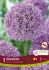 MISCELLANEOUS ALLIUM GLADIATOR 2022 CM. 15 QUALITY PKGS.X 1