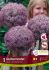 MISCELLANEOUS ALLIUM GLOBEMASTER 2022 CM. 15 QUALITY PKGS.X 1