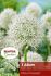 MISCELLANEOUS ALLIUM MOUNT EVEREST 2022 CM. 15 QUALITY PKGS.X 1